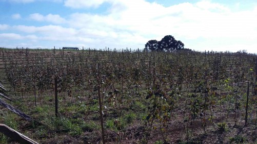 Departamento de Agricultura e IAPAR promovem dia de campo com objetivo de foment