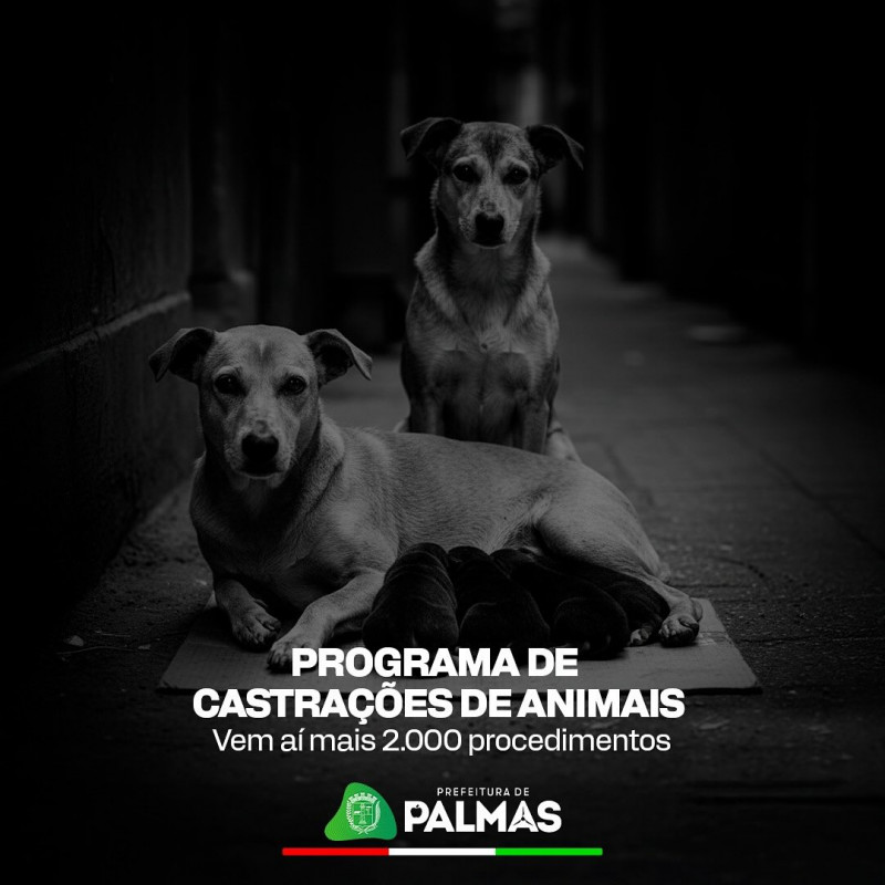 Programa de Castrações segue em andamento e entrará em nova etapa
