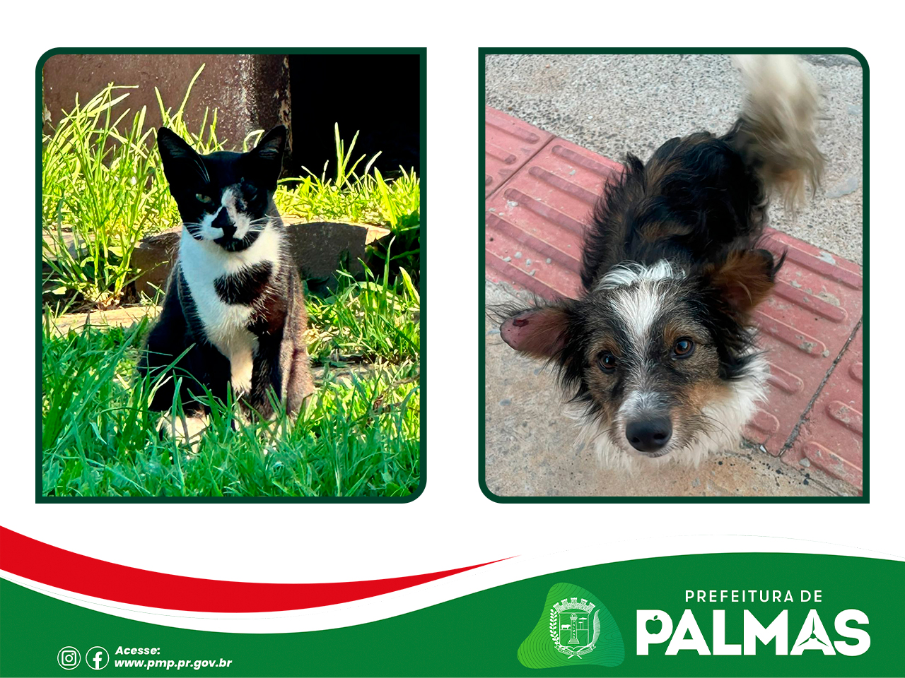 Município intensifica divulgação de animais disponíveis para adoção e reforça importância dos lares temporários