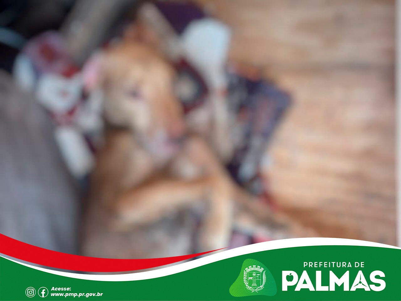 Prefeitura de Palmas atua em caso grave de maus-tratos e responsável é preso em flagrante