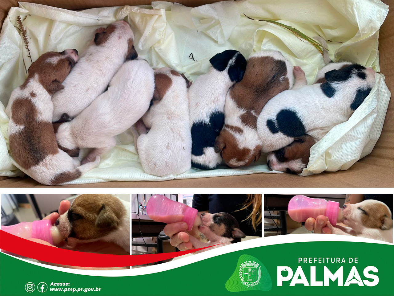 Prefeitura de Palmas repudia abandono de animais e reforça compromisso com o bem-estar animal