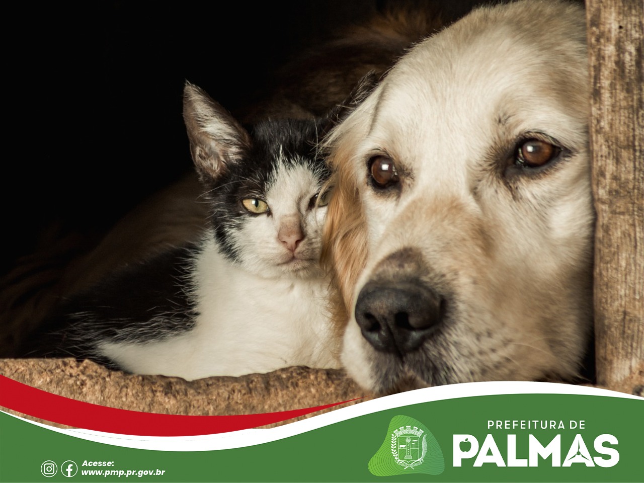 Bem-Estar Animal de Palmas divulga novo número de atendimento via WhatsApp